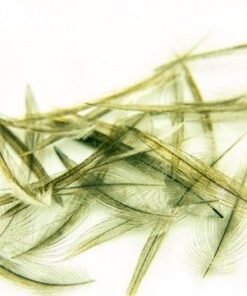 Feathers, Saddles, and Capes