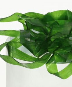 Body and Back Materials