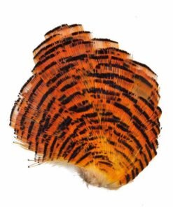 Auksinio fazano plunksnos