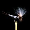 grey mayfly