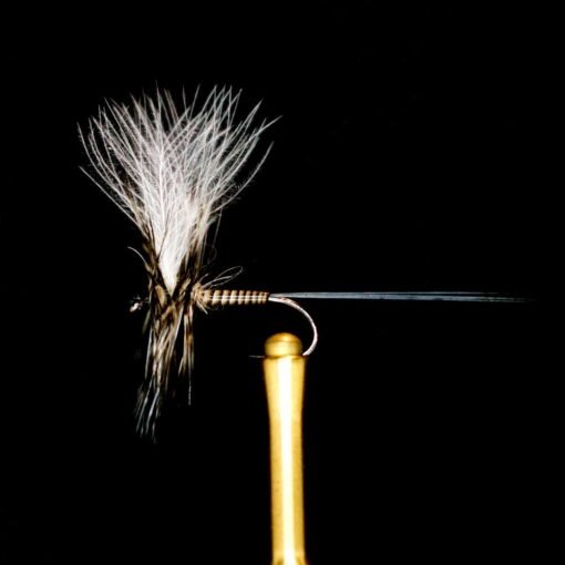 quill mayfly