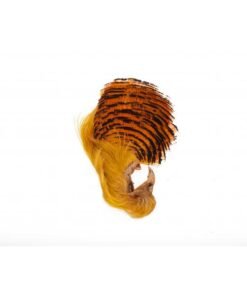 golden pheasant complete head