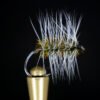 Griffith's gnat