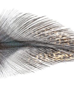 Coq de Leon Langareto