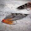 Grey orange minnow