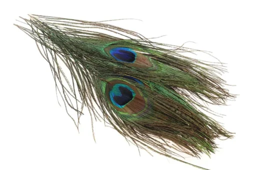 Peacock eyes